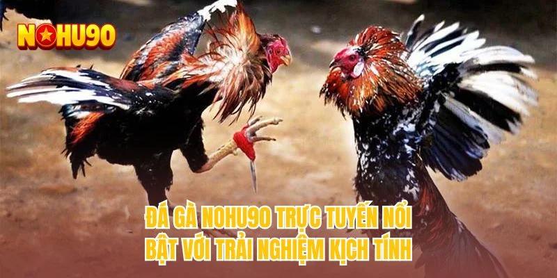 Đá Gà NOHU90 trực tuyến nổi bật với trải nghiệm kịch tính