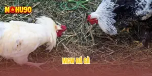 MCW đá gà